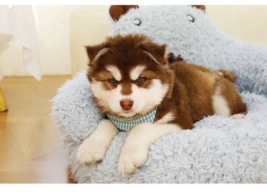 New Winter Cute Alpaca Cat Bed House Nest Warm Comfortable Pet Products Bottom Non-slip Bed For Dog Dog Bed Pet Mats Pads - Ectron Online