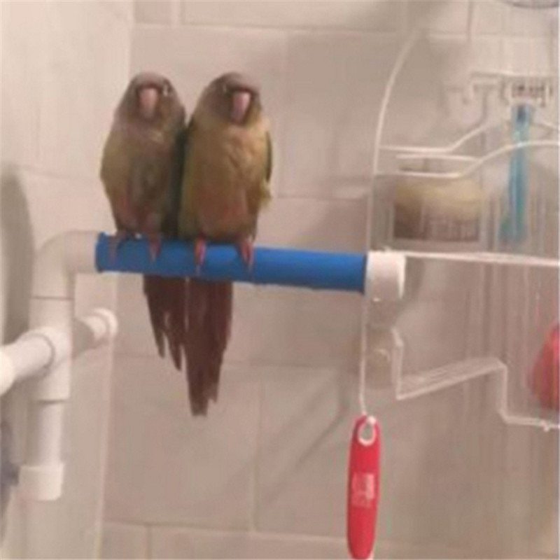 Parrot bath shower stand