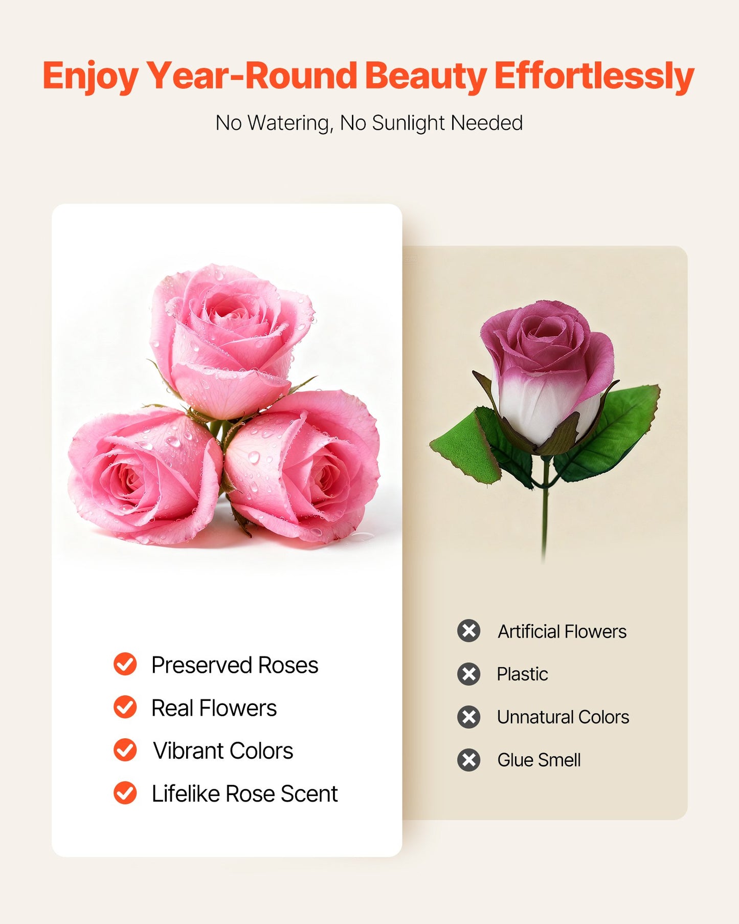 50 Real Preserved Roses in a Box