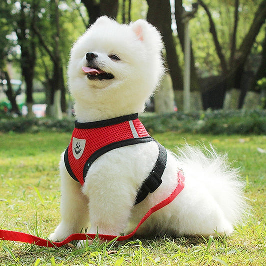 Pet Car Seat Belt Pet Leash - Ectron Online