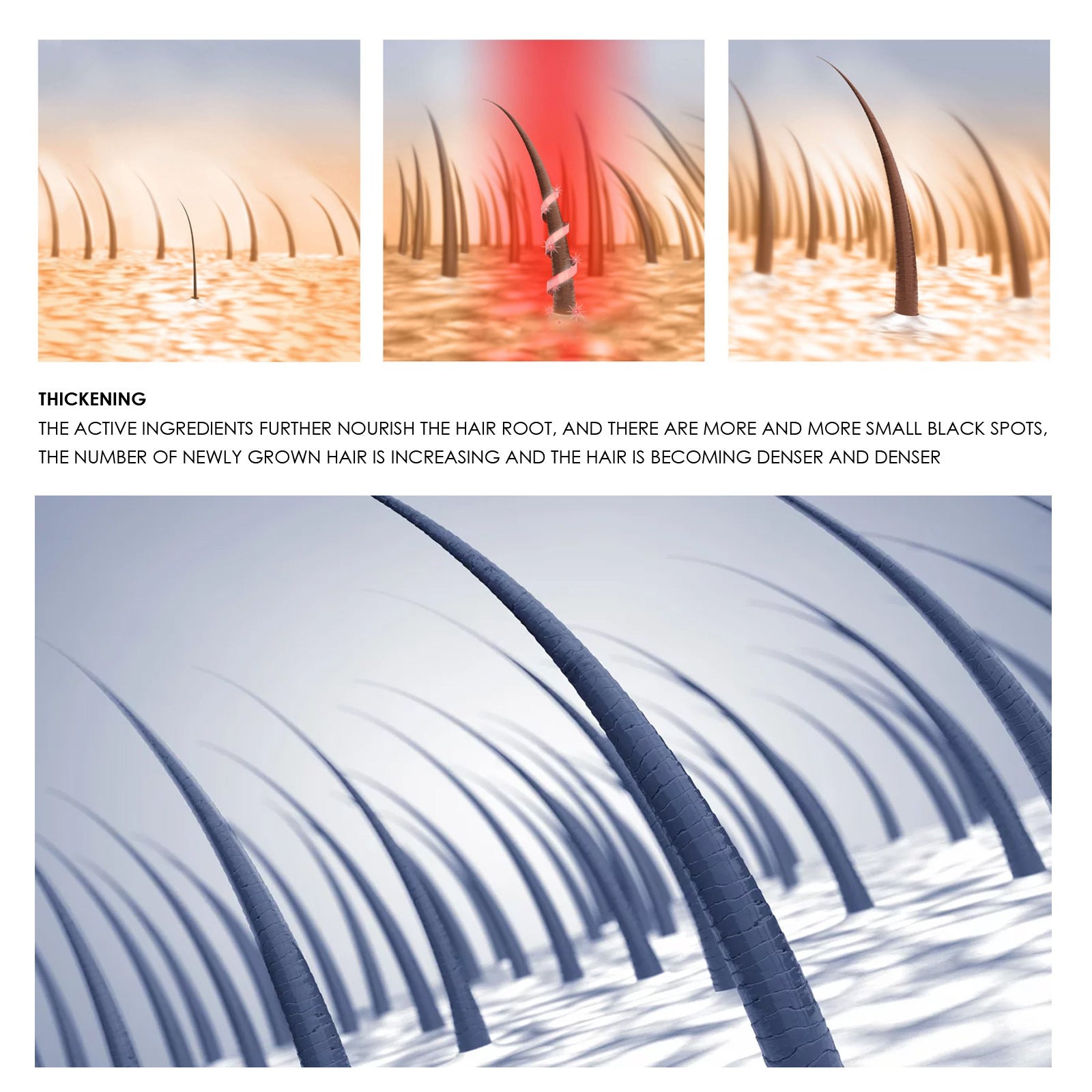 Illustration of hair growth process with close-up of thickening hair strands.